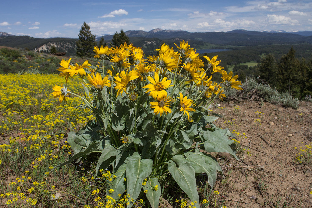 Arrowleaf Balsamroot Balsamorhiza sagittata 100 Seeds  USA Company