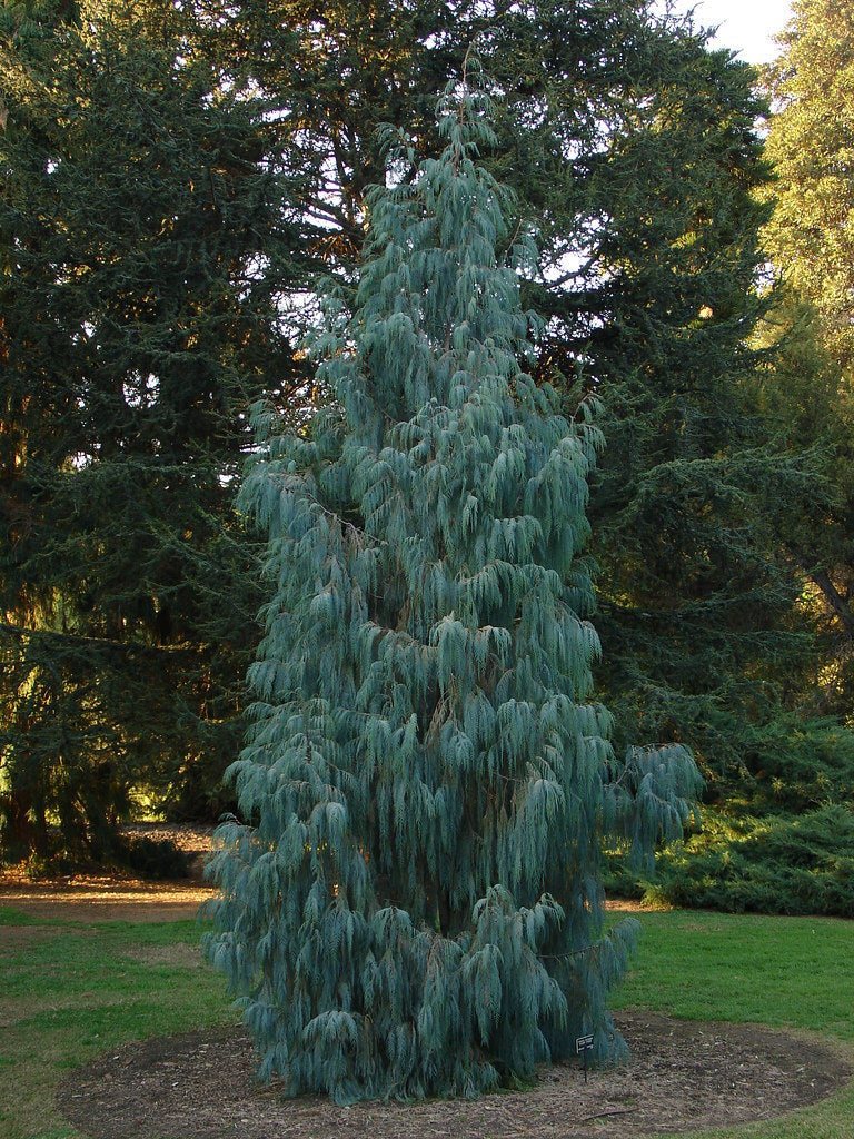 Kashmir Cypress Cupressus cashmeriana 100 Seeds  USA Company