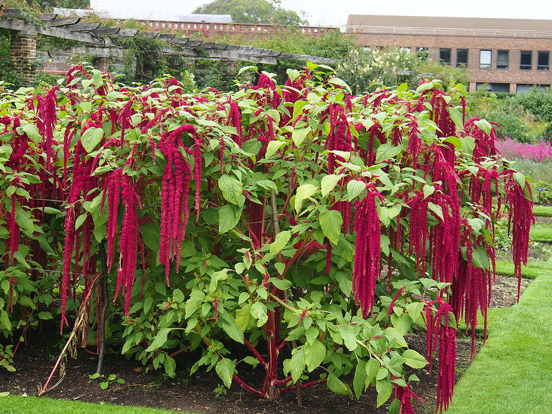Love-Lies-Bleeding 100 Seeds Amaranthus caudatus