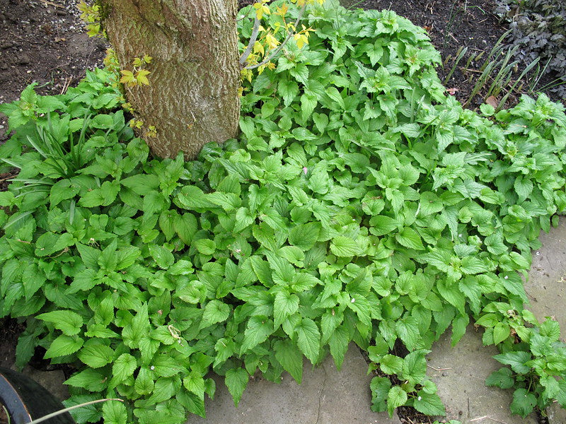 Spotted Bellflower 100 Seeds Campanula punctata