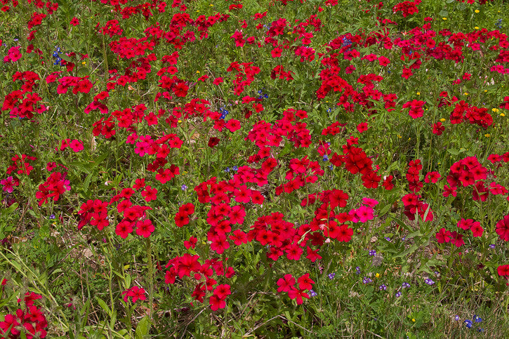 Red Phlox 100 Seeds Phlox drummondii