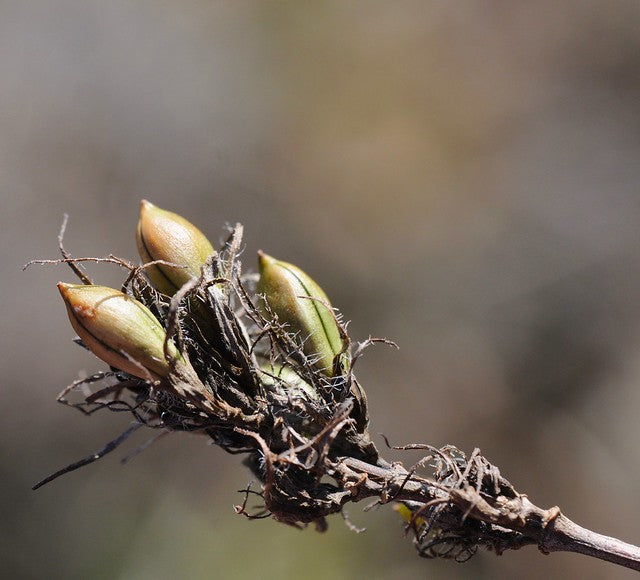 Wild Petunia 100 Seeds Ruellia humilis