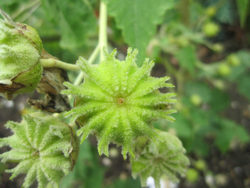 Lavender Flowering Maple 25 Seeds Abutilon vitifolium
