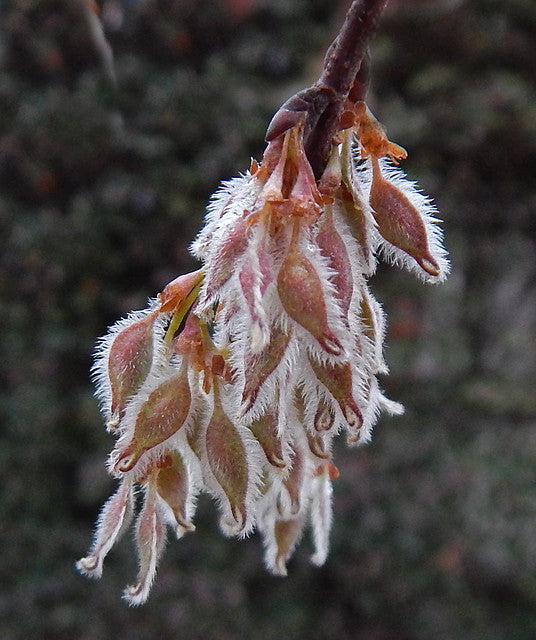 Winged Elm  Ulmus alata  500 Seeds USA Company