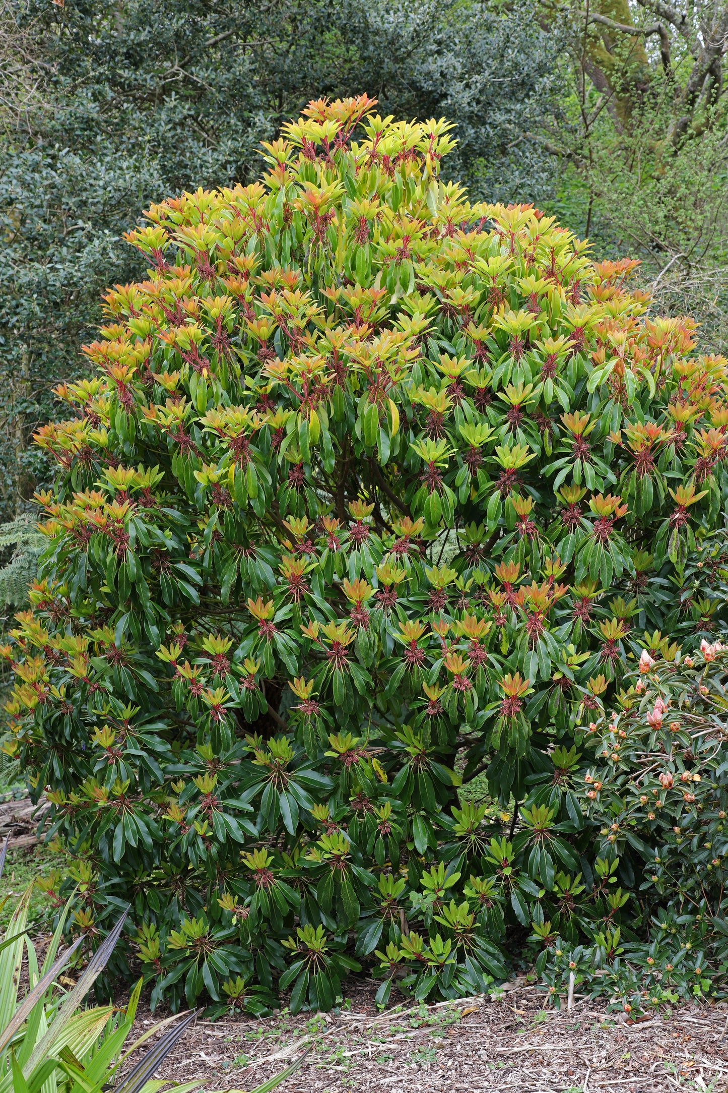 Daphniphyllum 5 Seeds Daphniphyllum macropodum