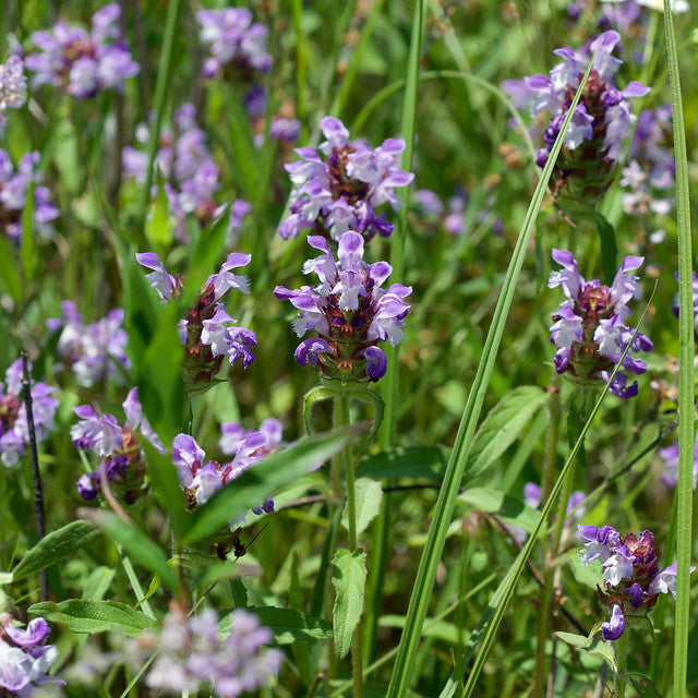 Self-Heal Prunella vulgaris 100 Seeds