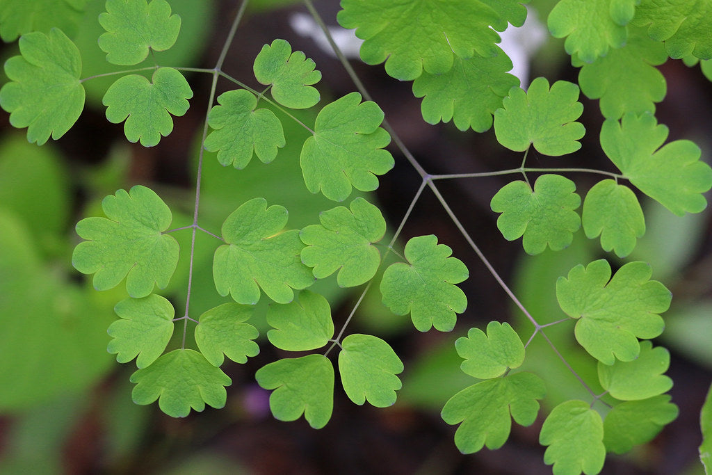 Meadow Rue 100 Seeds Thalictrum dioicum