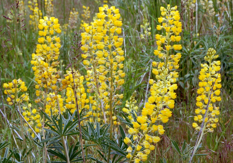 Yellow Lupine 100 Seeds Lupinus polyphyllus