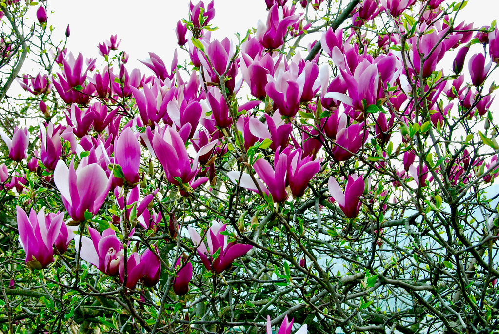 lily magnolia flower tree Lily Magnolia 10 Seeds Magnolia liliiflora – R&B Floridaseeds