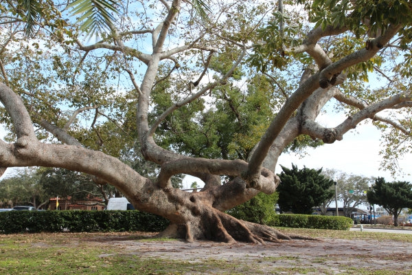 Red Silk Cotton Tree Bombax ceiba 100 Seeds