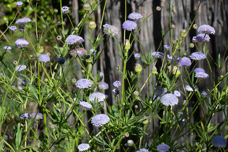 Blue Lace Flower 100 Seeds Trachymene coerulea