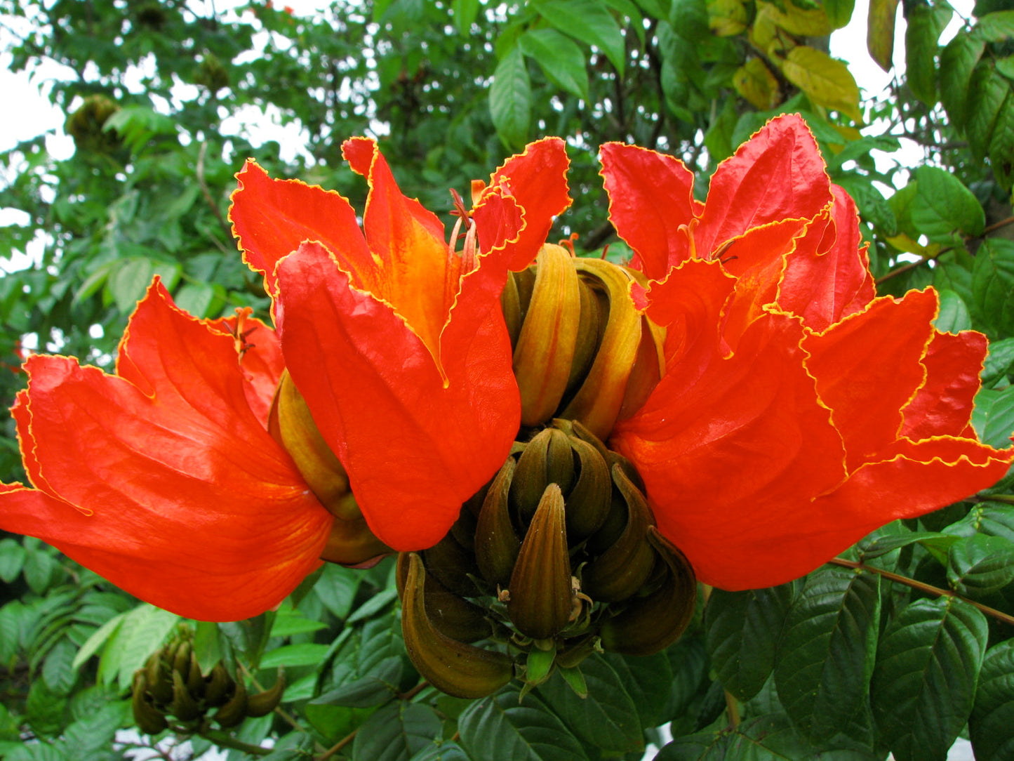 African Tulip Tree Spathodea campanulata 100 Seeds  USA Company