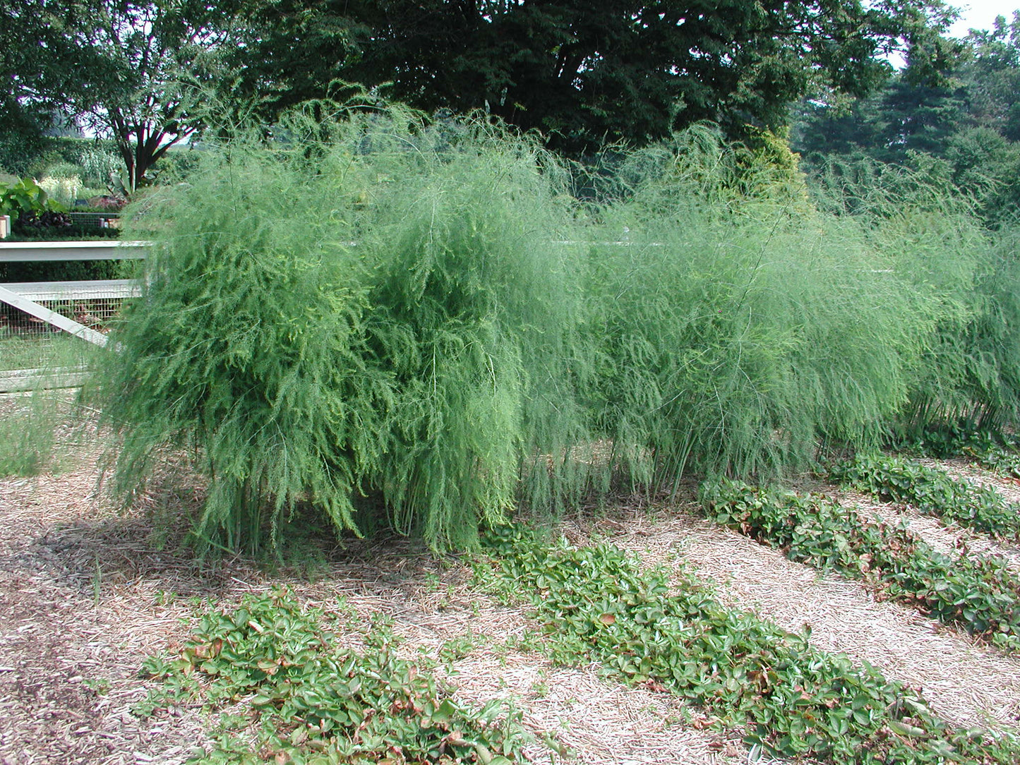 Asparagus 20 Seeds Asparagus officinalis