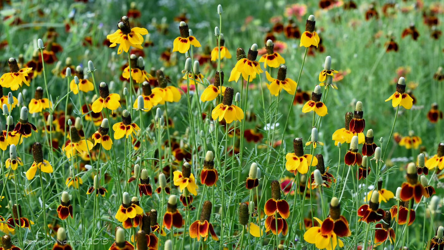 Mexican Hat Ratibida columnifera 100 Seeds