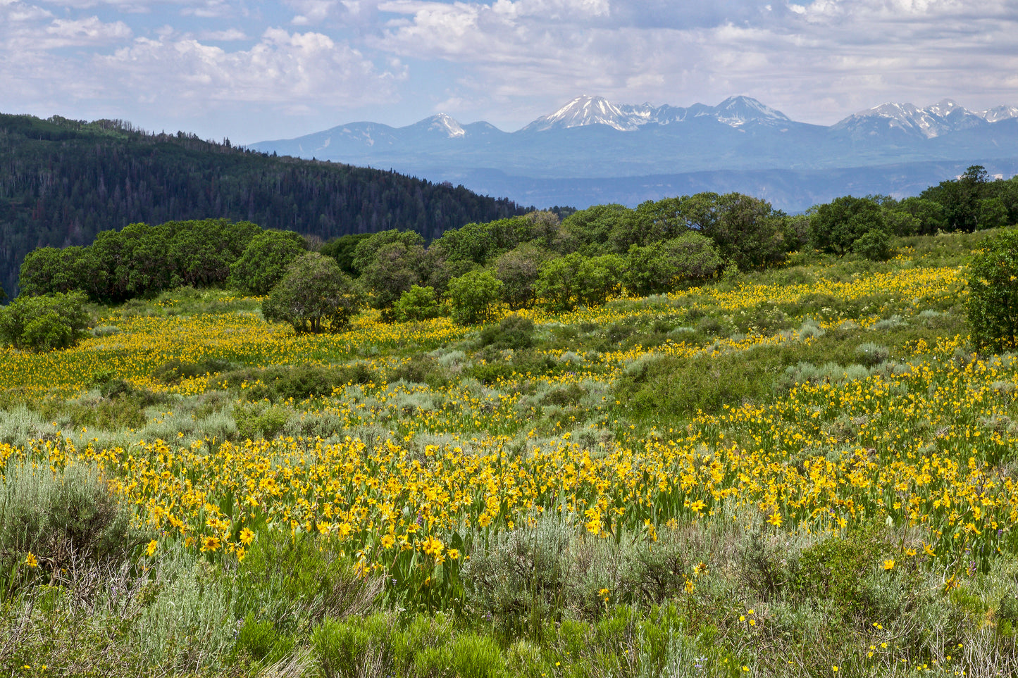 Arrowleaf Balsamroot Balsamorhiza sagittata 100 Seeds