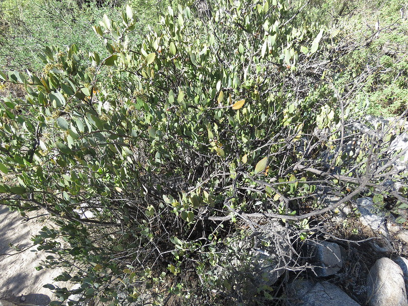 Jojoba Simmondsia chinensis 10 Seeds