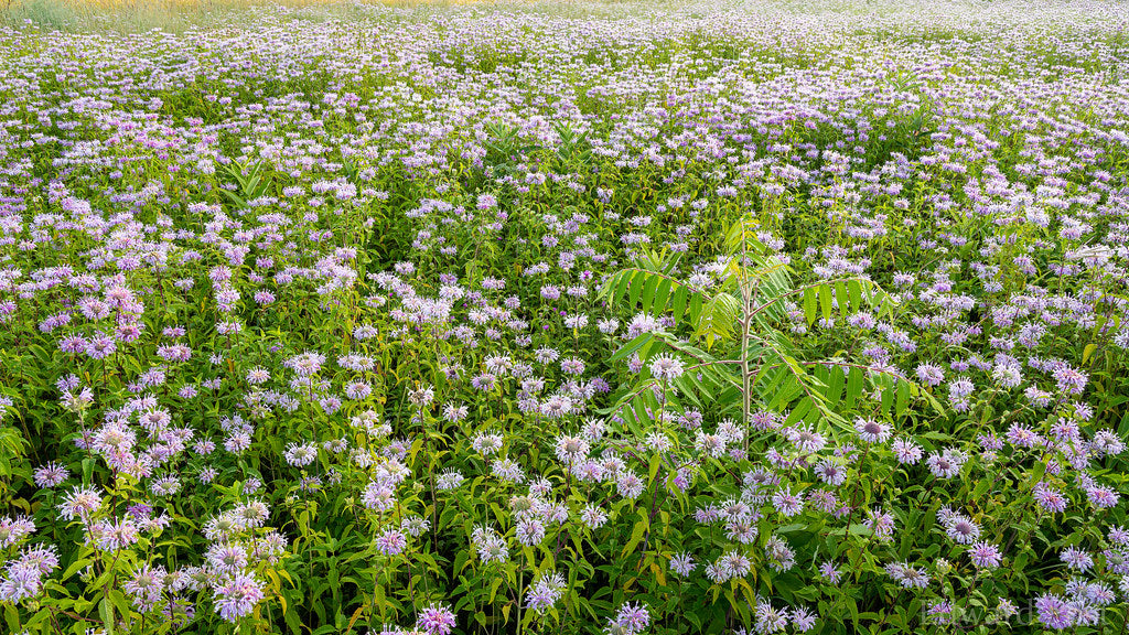 Wild Bergamot 100 Seeds Monarda fistulosa