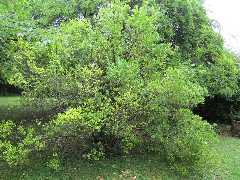 Common Myrtle Myrtus communis 30 Seeds