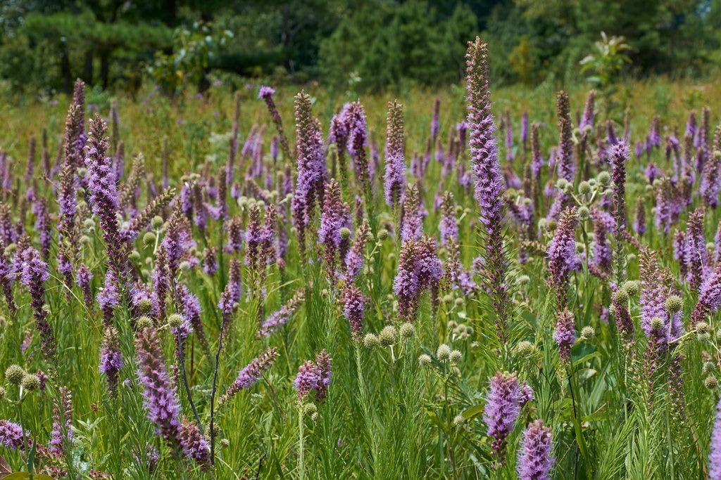 Prairie Blazing Star 100 Seeds Liatris pycnostachya
