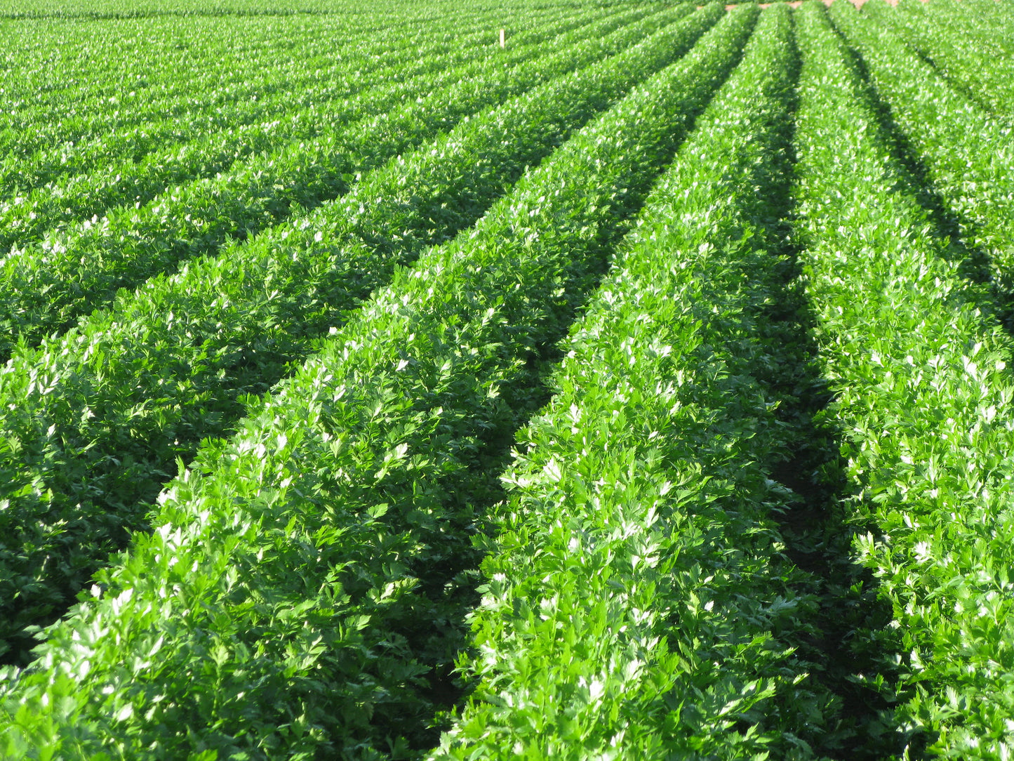 Celery 100 Seeds Apium graveolens
