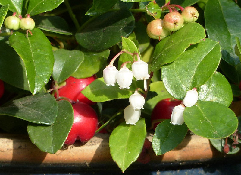 Wintergreen  Gaultheria procumbens  100 Seeds  USA Company