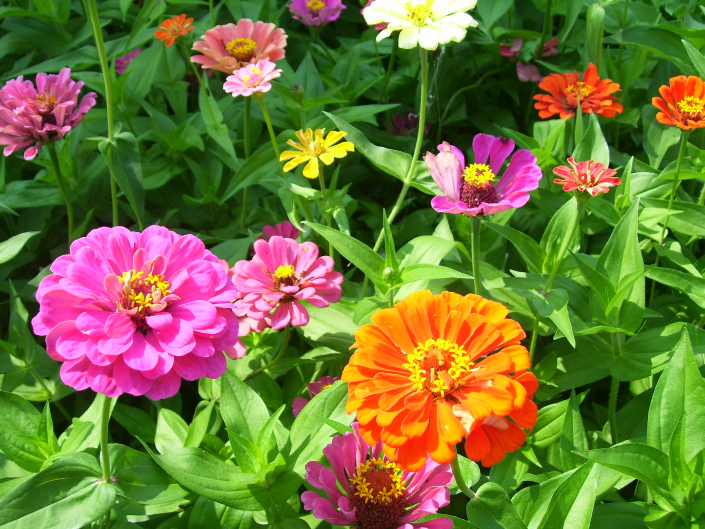 Zinnia Mix 100 Seeds Zinnia elegans