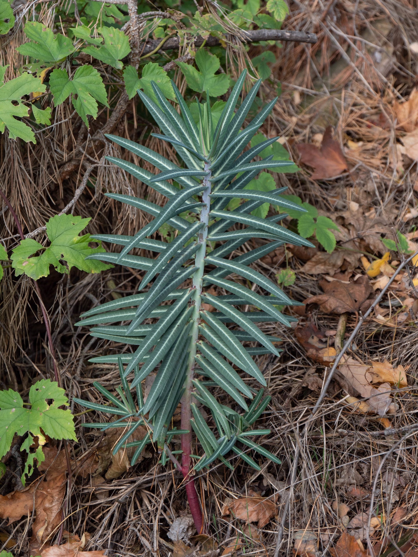 Caper Spurge Euphorbia lathyris 10 Seeds  USA Company