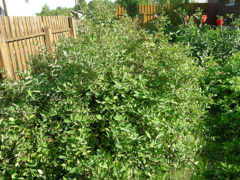 Blue Honeysuckle 20 Seeds Lonicera caerulea