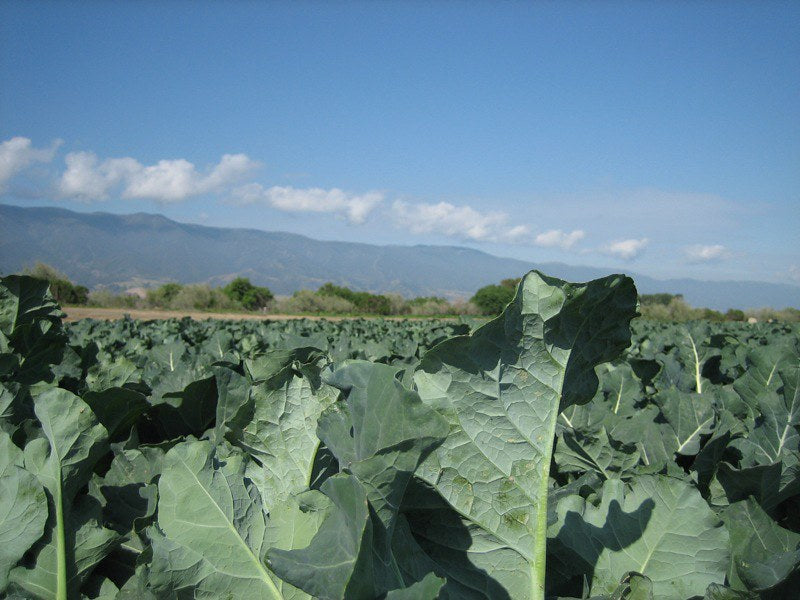 Broccoli 100 Seeds Brassica oleracea