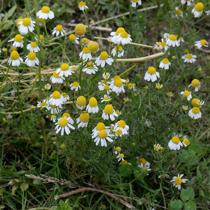 Chamomile 100 Seeds Matricaria chamomilla