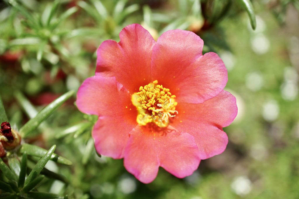 Moss Rose Portulaca grandiflora 500 Seeds   USA Company