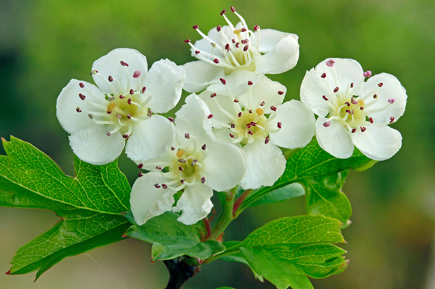 English Hawthorn Crataegus monogyna 200 Seeds  USA Company