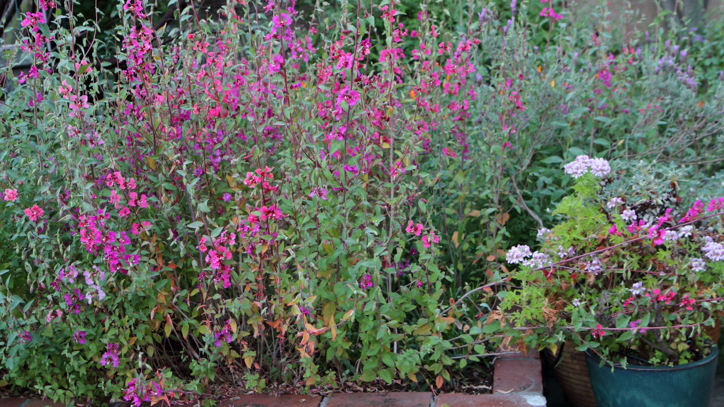 Elegant Clarkia 100 Seeds Clarkia unguiculata