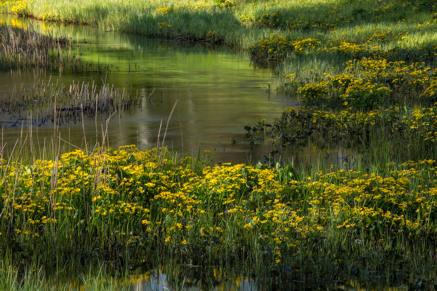 Marsh Marigold Caltha palustris 200 Seeds   USA Company