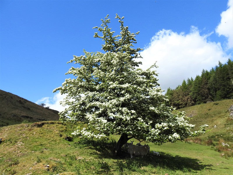 Mayflower  Midland Hawthorn  Crataegus laevigata  50 Seeds  USA Company