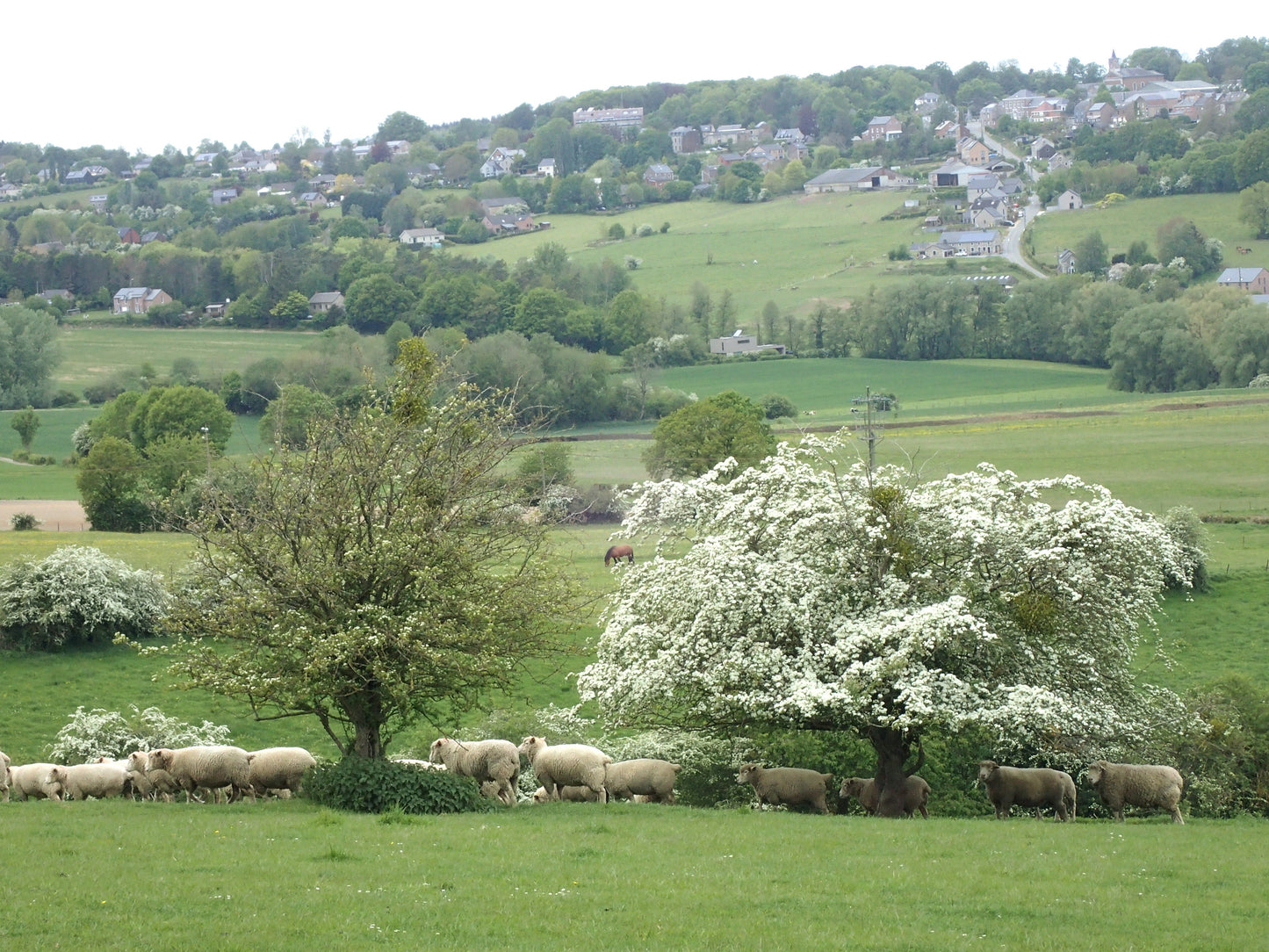 English Hawthorn Crataegus monogyna 200 Seeds  USA Company