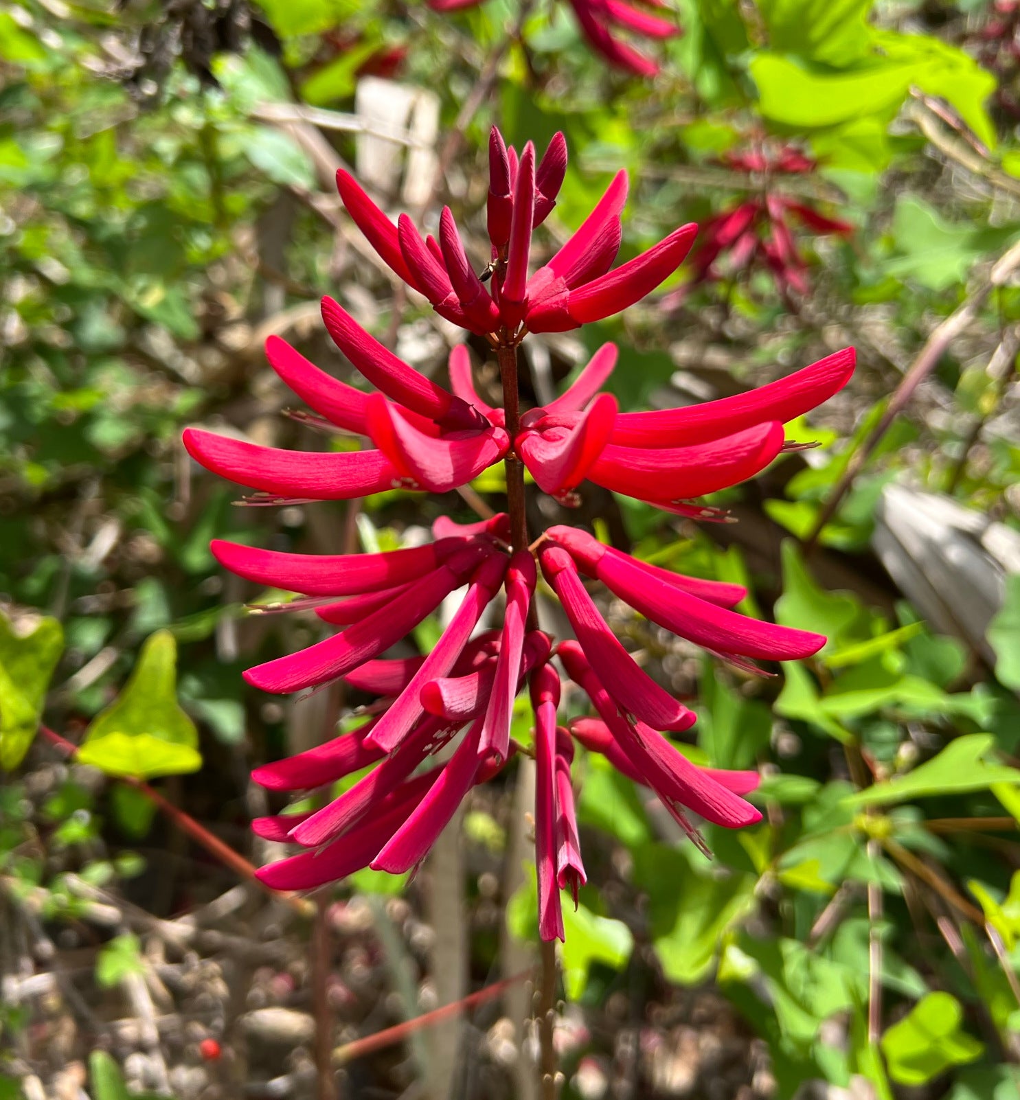 coral plant seed pods Coral Bean Erythrina herbacea 10 Seeds – R&B Floridaseeds