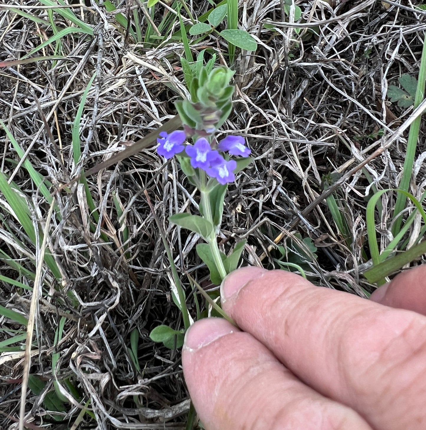 Drummond’s Skullcap 10 Seeds Scutellaria drummondii