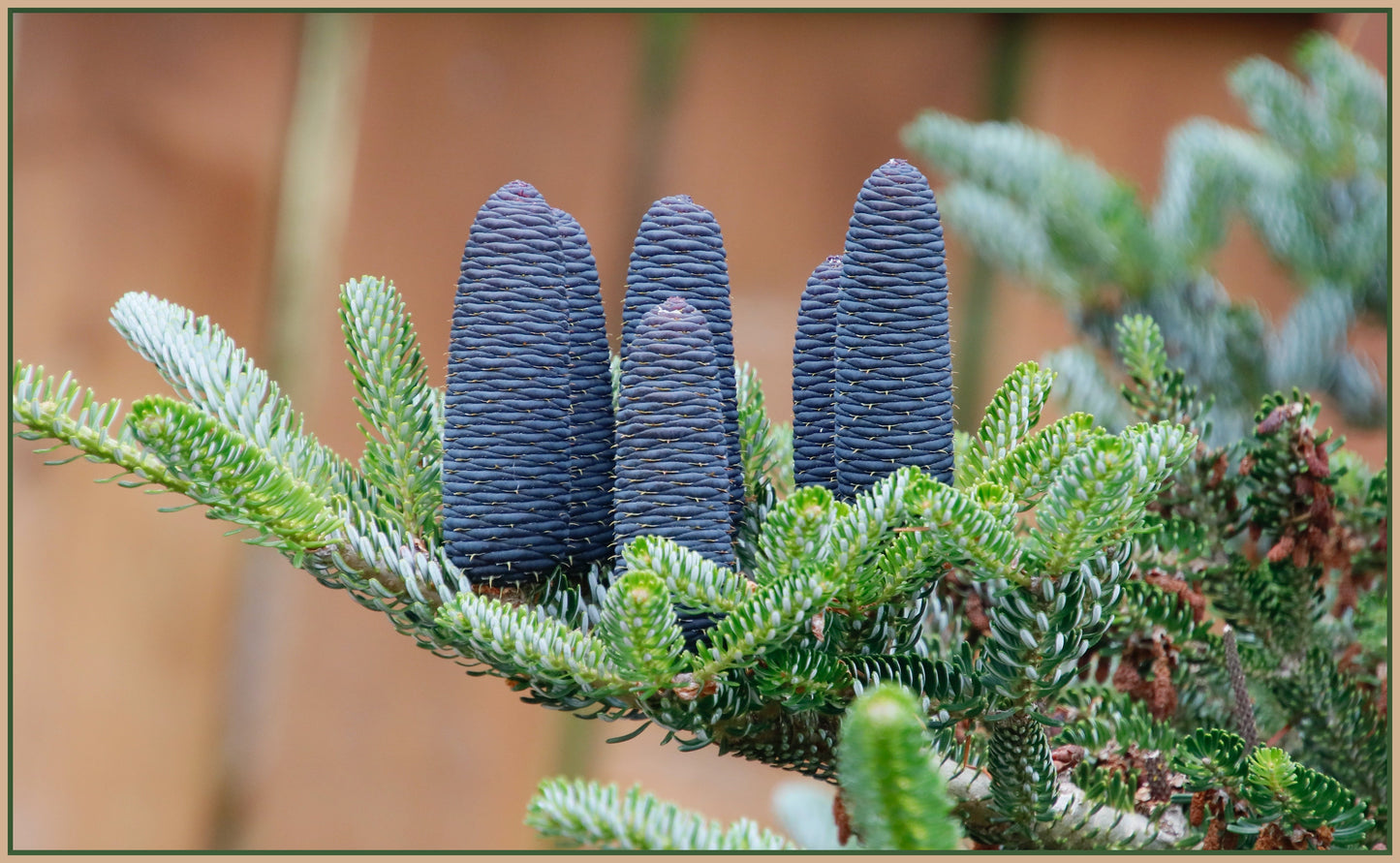 Balsam Fir Abies balsamea 10 Seeds  USA Company