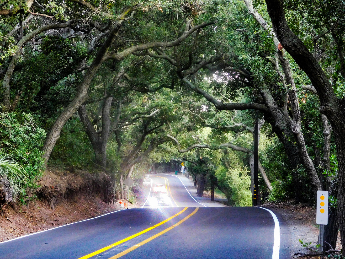 Coast Live Oak 5 Seeds Quercus agrifolia