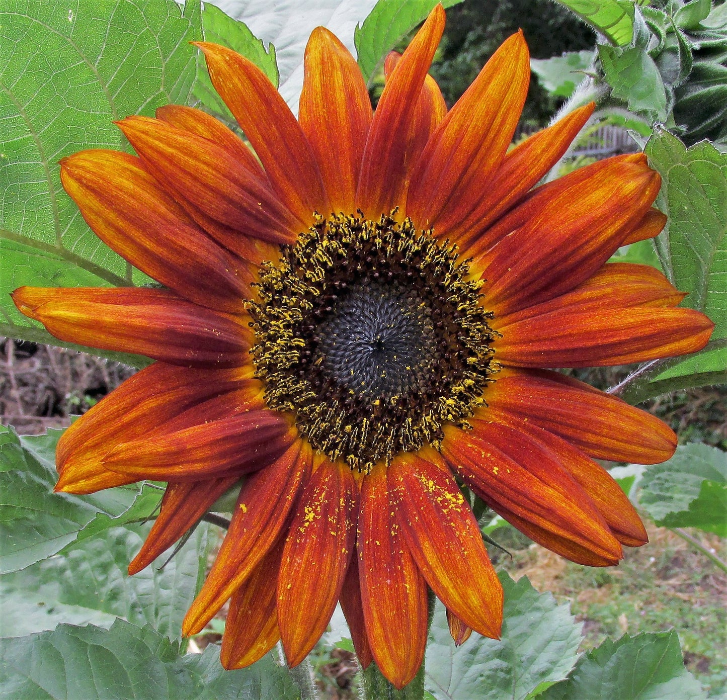 Sunflower Autumn Beauty Helianthus annuus 100 Seeds