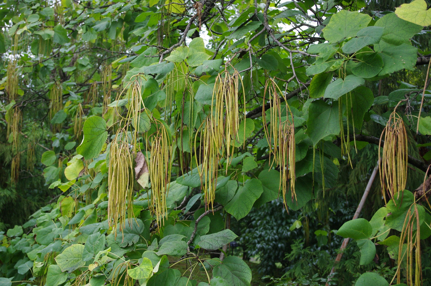 Yellow Catalpa  Catalpa ovata  100 Seeds  USA Company