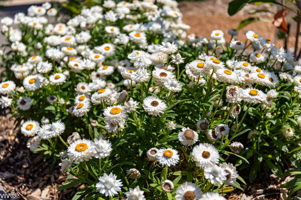White Strawflower 100 Seeds Helichrysum bracteatum
