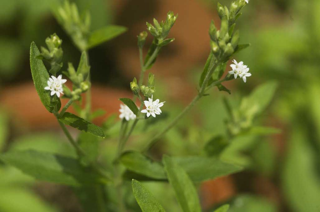 Stevia Sweetleaf Stevia rebaudiana 100 Seeds  USA Company