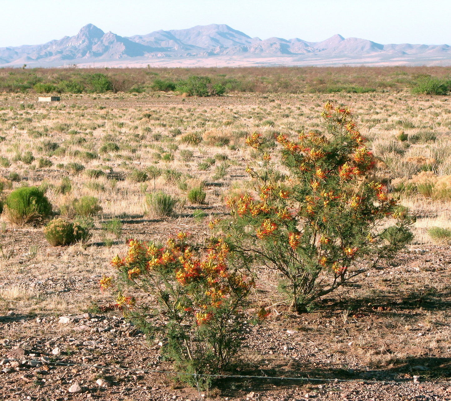 Desert Bird of Paradise 10 Seeds Caesalpinia gilliesii