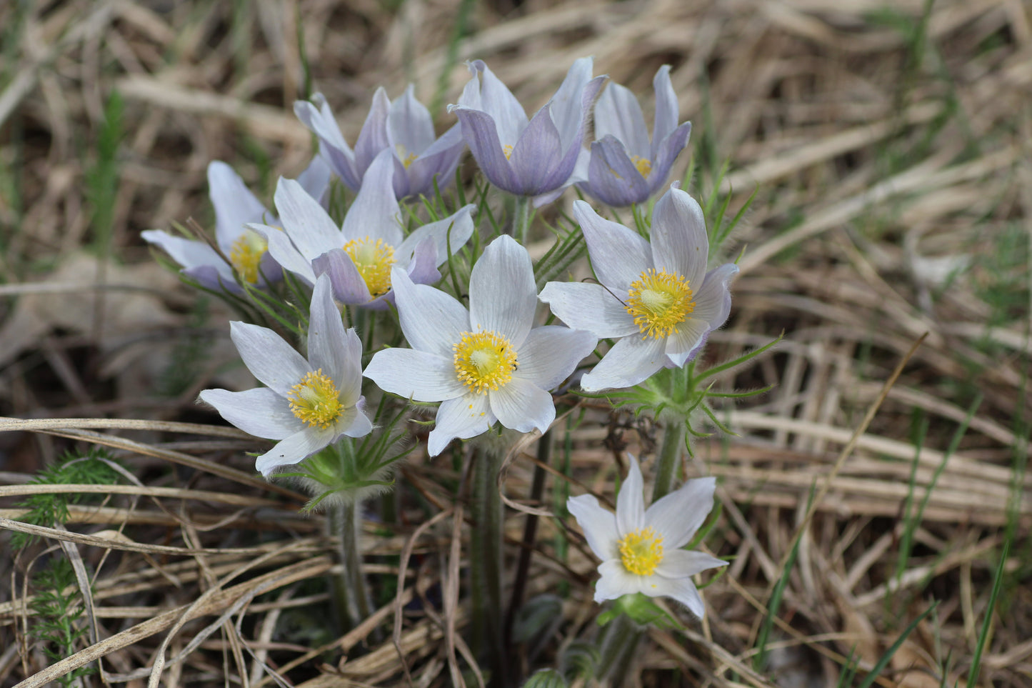 Prairie Pasqueflower  Pulsatilla nuttalliana  100 Seeds   USA Company