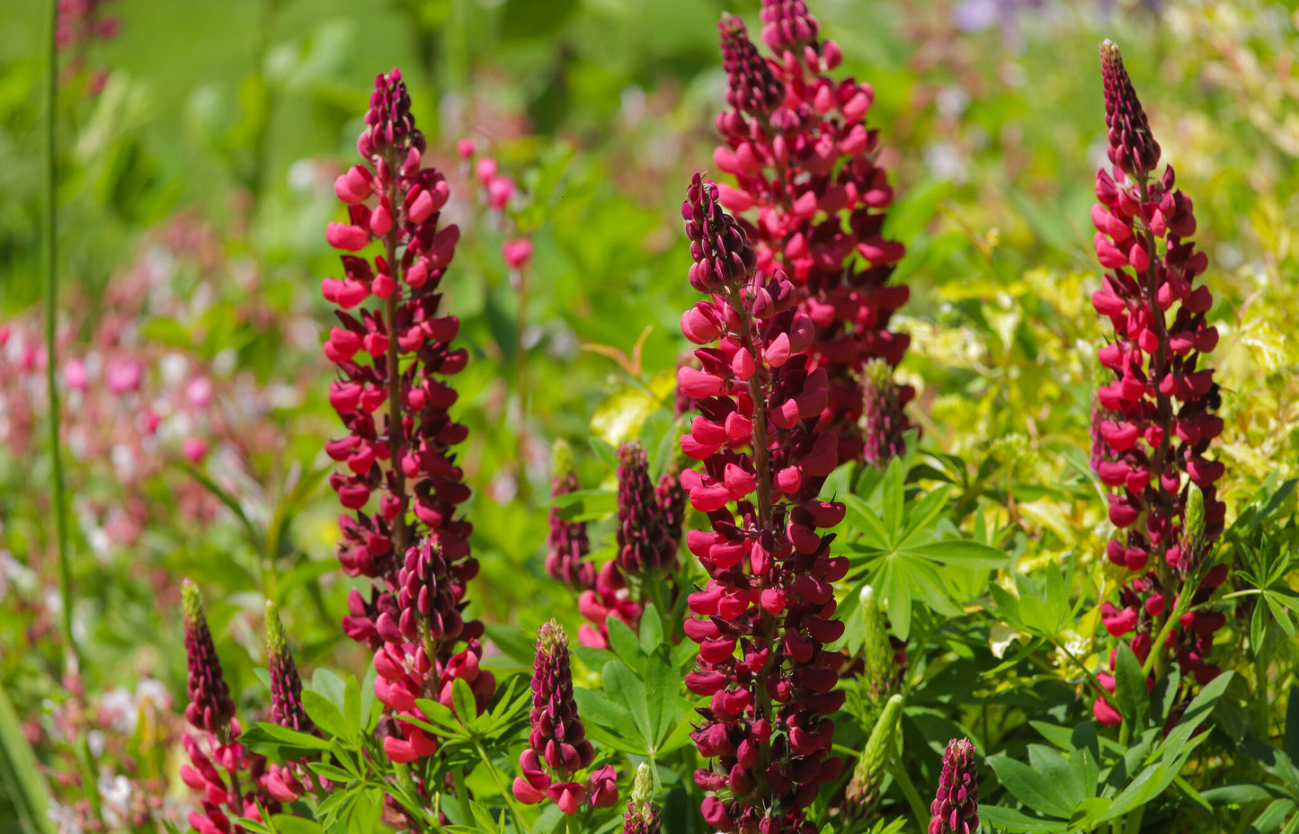 Red Lupine 100 Seeds Lupinus polyphyllus