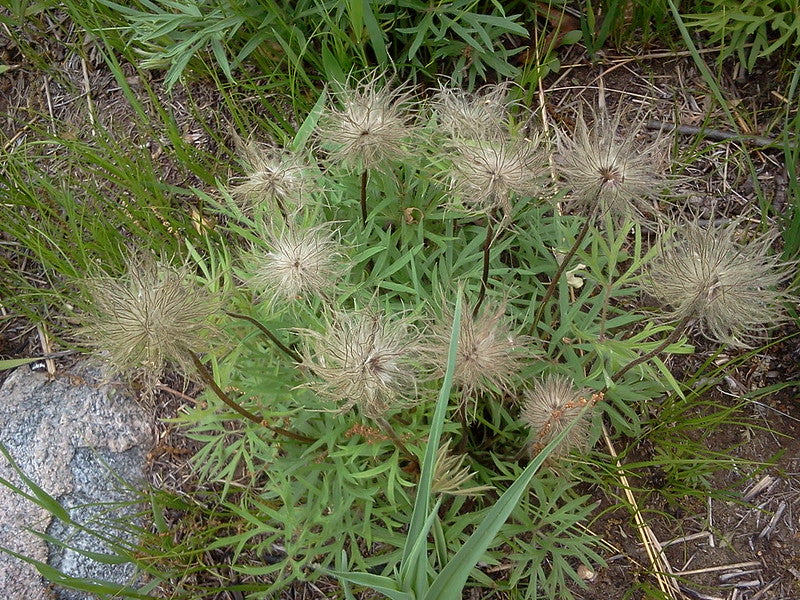 Prairie Pasqueflower  Pulsatilla nuttalliana  100 Seeds   USA Company