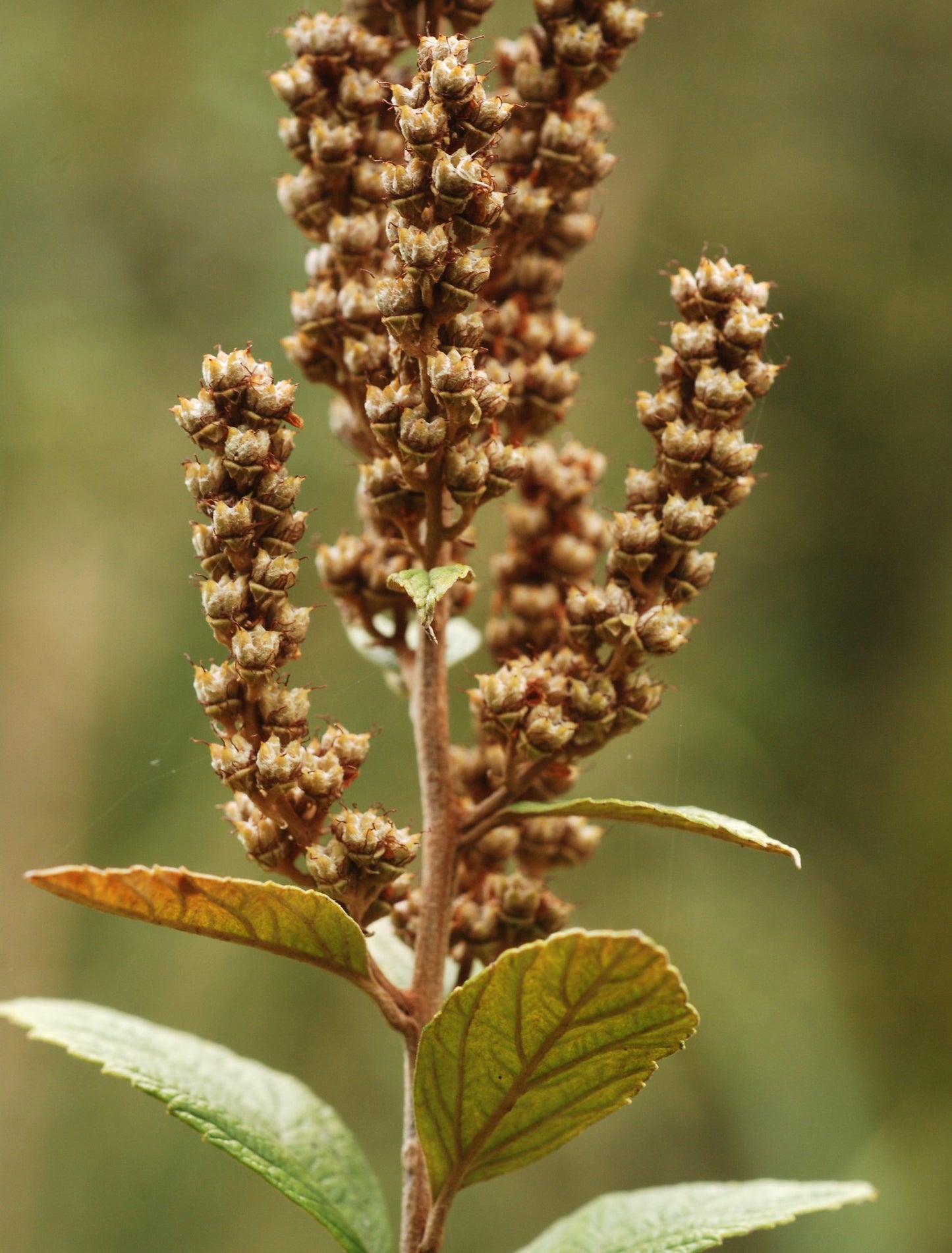 Steeplebush 100 Seeds Spiraea tomentosa