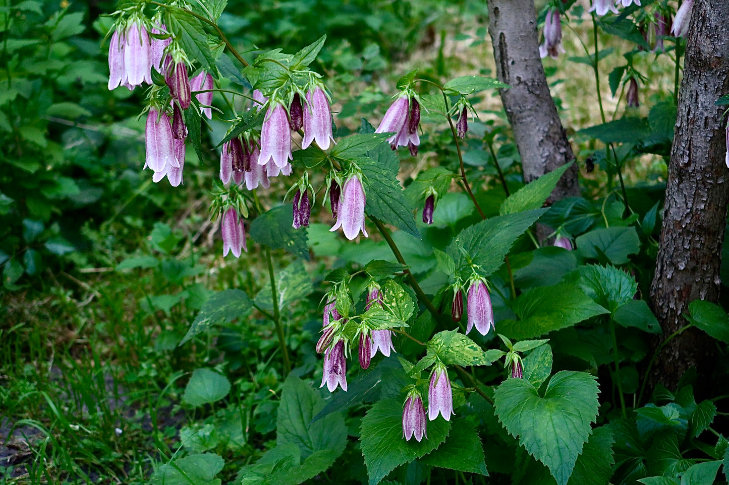 Spotted Bellflower Campanula punctata 100 Seeds